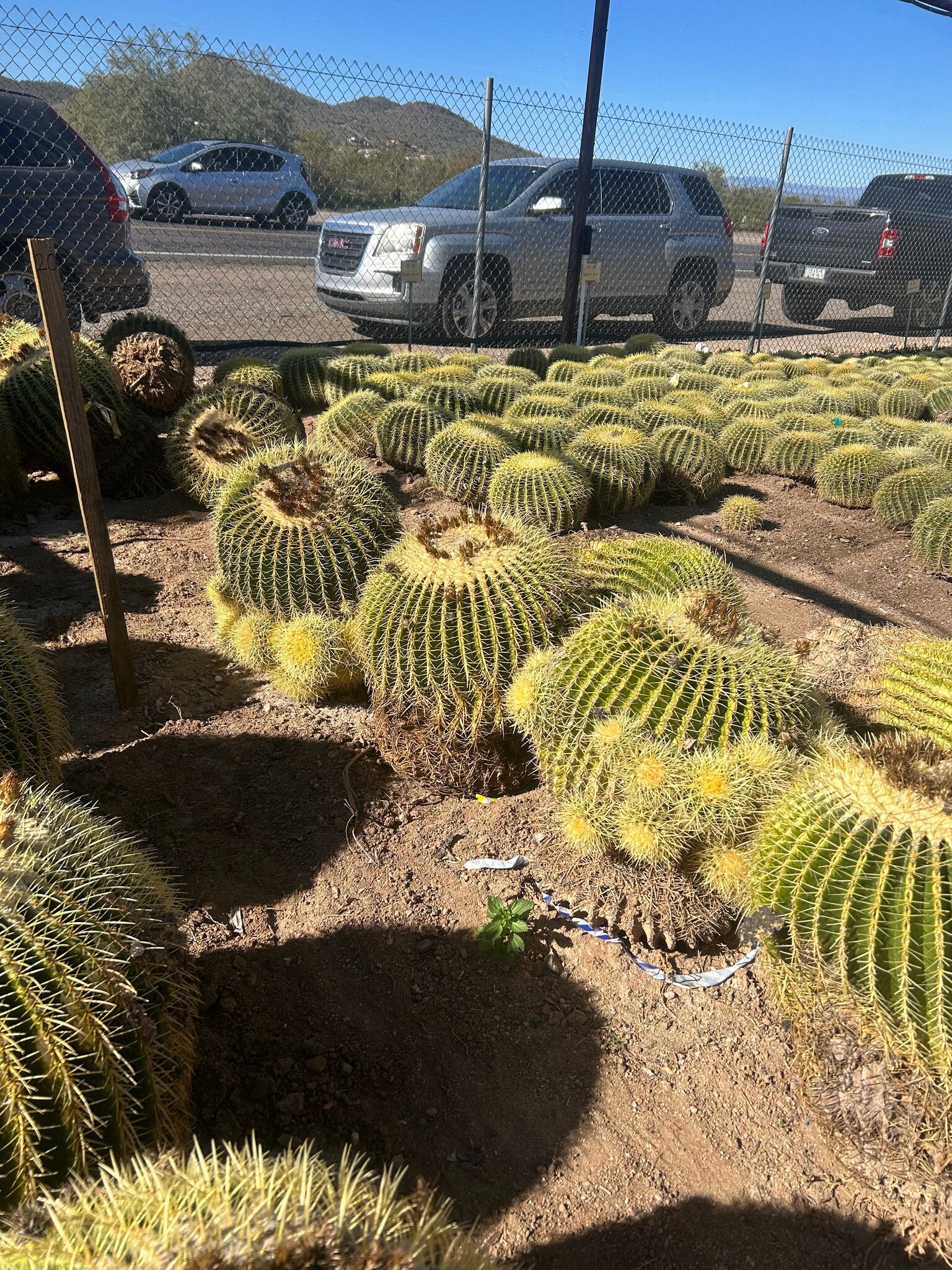 Golden Barrel Bareroot - 20 inch