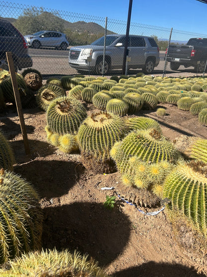 Golden Barrel Bareroot - 20 inch