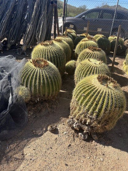 Golden Barrel - Bareroot 24" Bareroot