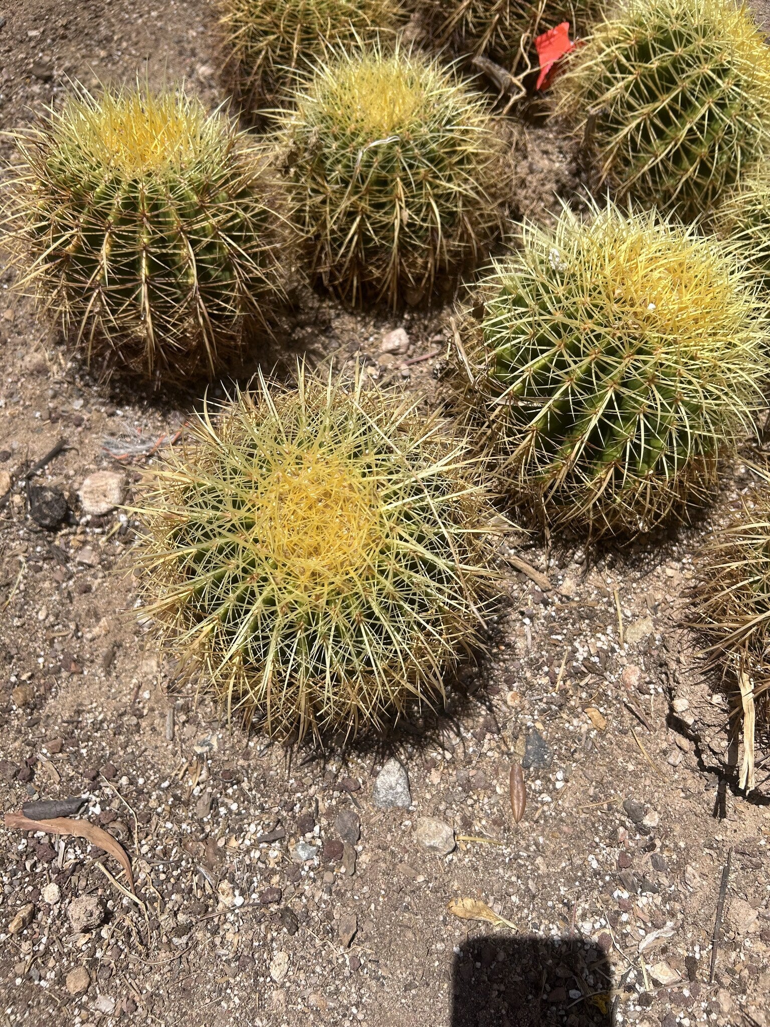 Golden Barrel - Bareroot 8" Bareroot