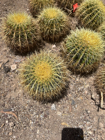 Golden Barrel - Bareroot 8" Bareroot