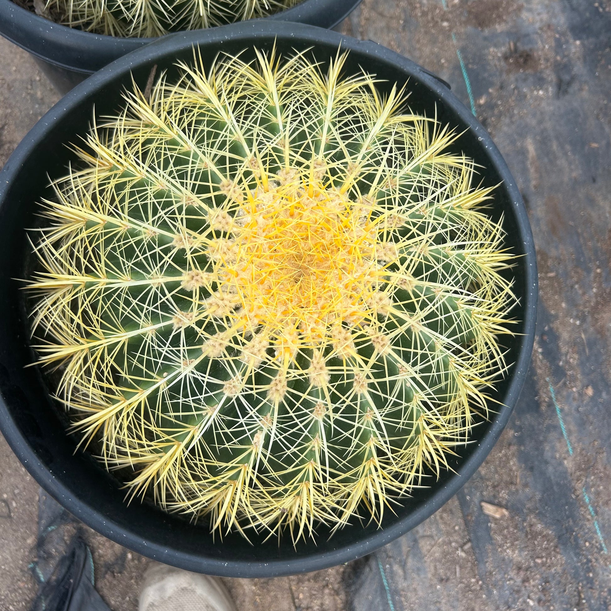 15 gallon Golden Barrel Cactus (Echinocactus grusonii) in nursery pot — Phoenix, AZ