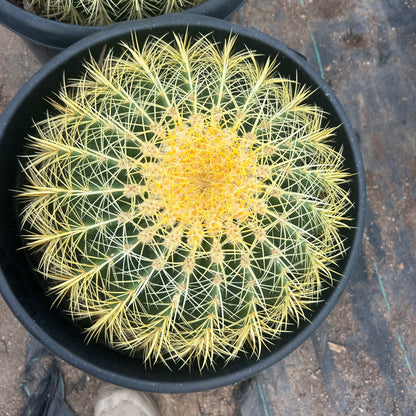 15 gallon Golden Barrel Cactus (Echinocactus grusonii) in nursery pot — Phoenix, AZ