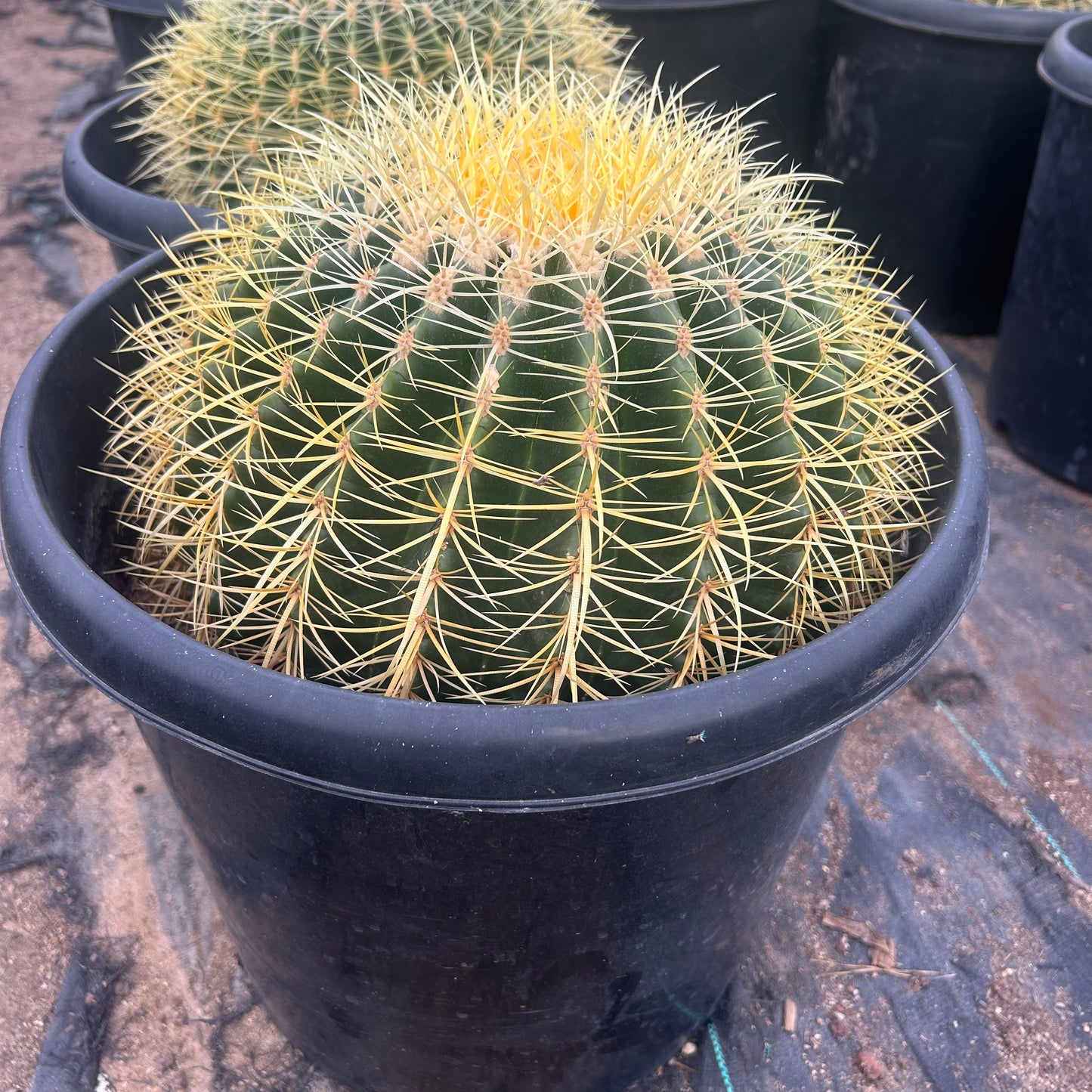 15 gallon Golden Barrel Cactus (Echinocactus grusonii) in nursery pot — Phoenix, AZ