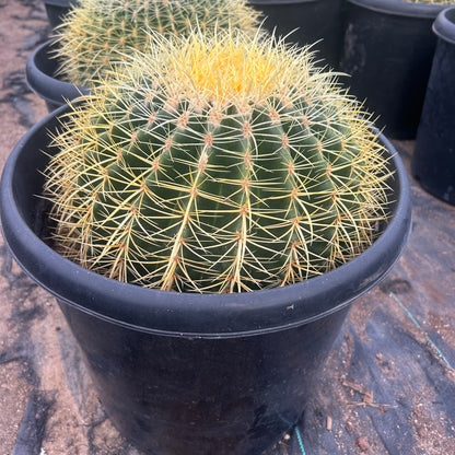 15 gallon Golden Barrel Cactus (Echinocactus grusonii) in nursery pot — Phoenix, AZ
