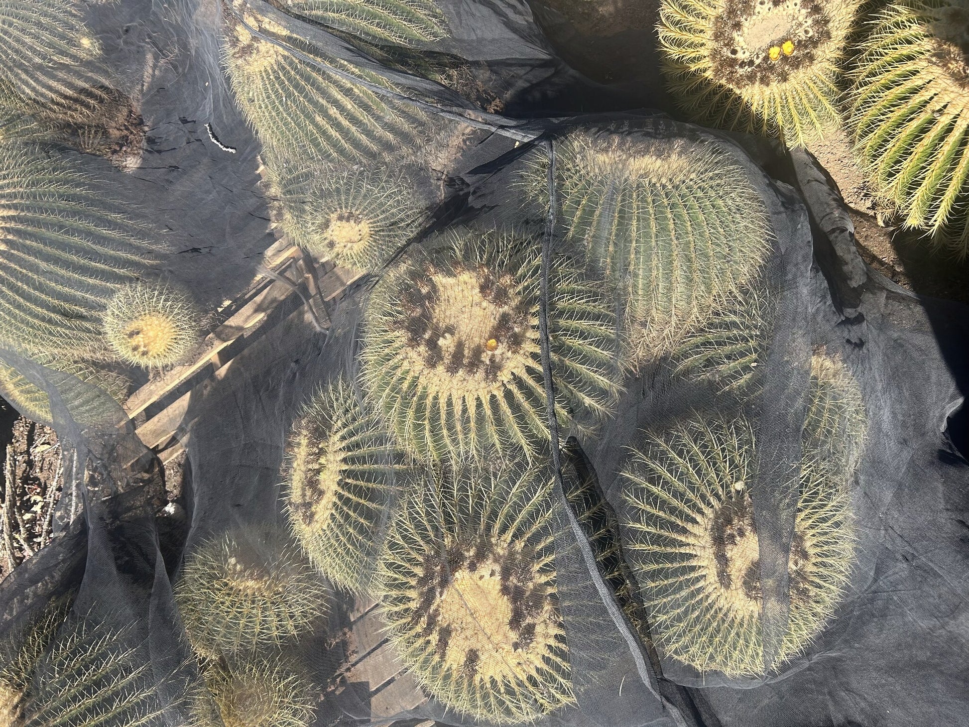 Golden Barrel Clusters 36" Box