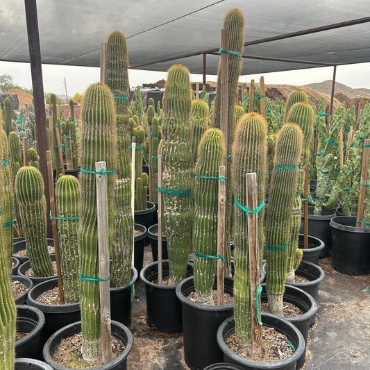 15 gallon Golden Saguaro cactus (Carnegiea gigantea) in nursery pot — Phoenix, AZ
