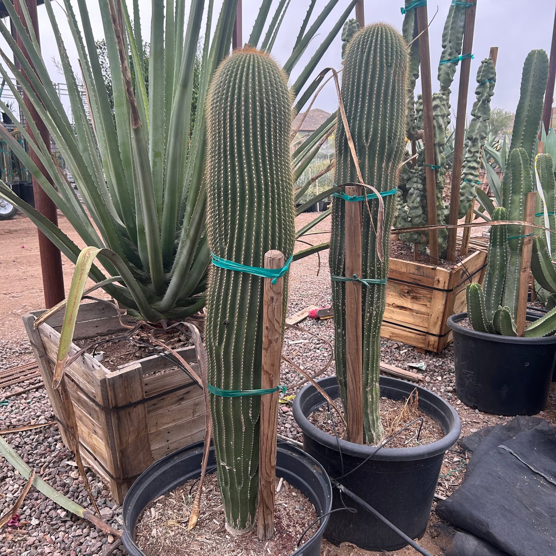 25 gallon Golden Saguaro cactus (Carnegiea gigantea) in nursery pot — Phoenix, AZ