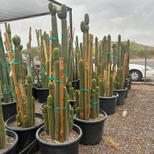 25 gallon Golden Torch Cactus (Echinopsis spachiana) in nursery pot on gravel — Phoenix, AZ