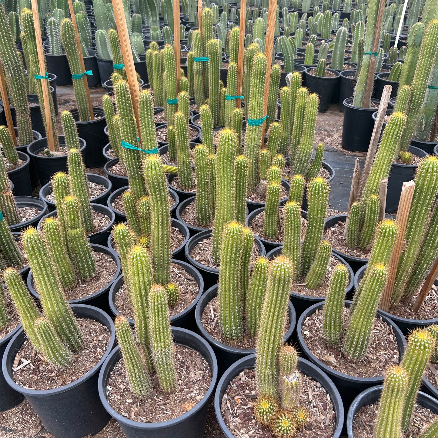 5 gallon Golden Torch Cactus (Echinopsis spachiana) in nursery pot on gravel — Phoenix, AZ