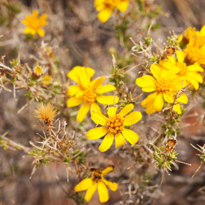 Goldeneye (Viguiera dentata) golden yellow daisy flowers close-up in desert landscape — Phoenix, AZ