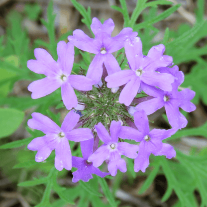 Close-up of Gooding's Verbena (Glandularia gooddingii) bright pink-purple flower cluster with finely cut green foliage