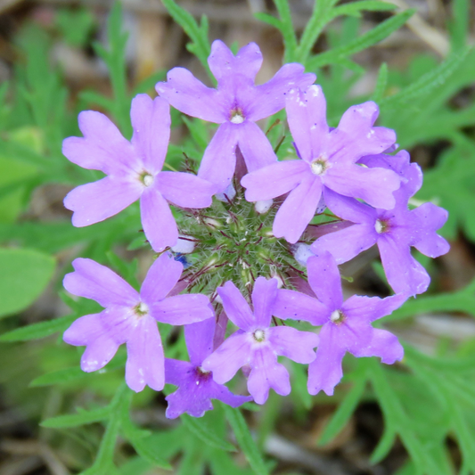 Gooding's Verbena