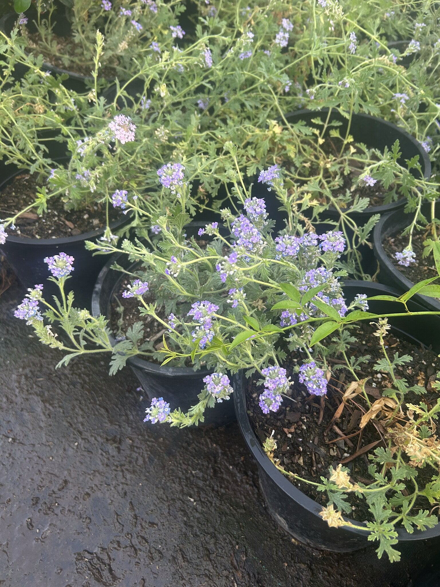Gooding's Verbena - 3/5 Gallon