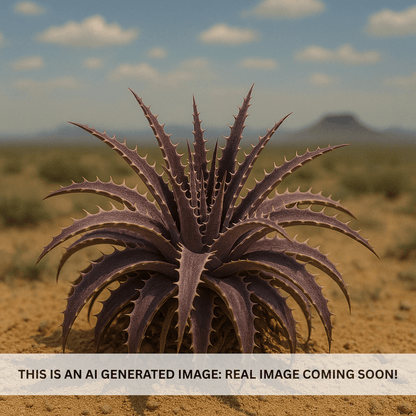 Grape Jelly Dyckia (Dyckia 'Grape Jelly') burgundy-purple spiny bromeliad rosette in desert landscape — Phoenix, AZ