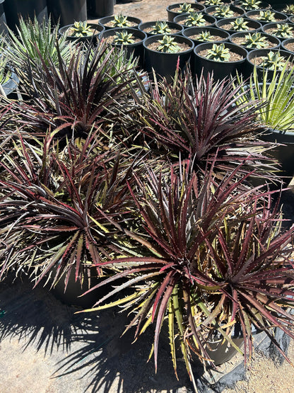 Grape Jelly Dyckia