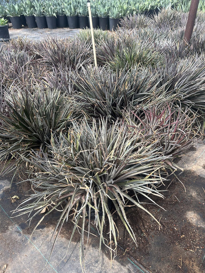 Grape Jelly Dyckia