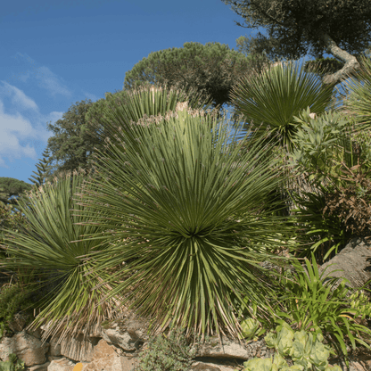 Green Desert Spoon (Dasylirion acrotrichum) showing bold symmetrical rosette of green leaves in rocky garden — Phoenix, AZ
