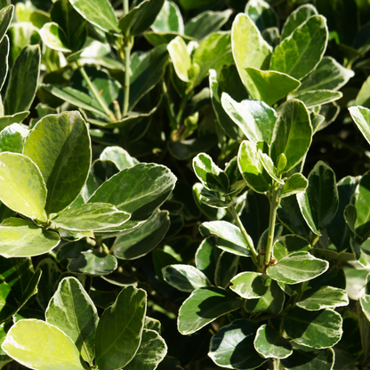 Green Euonymus shrub with dense glossy evergreen foliage for privacy hedges — Phoenix, AZ