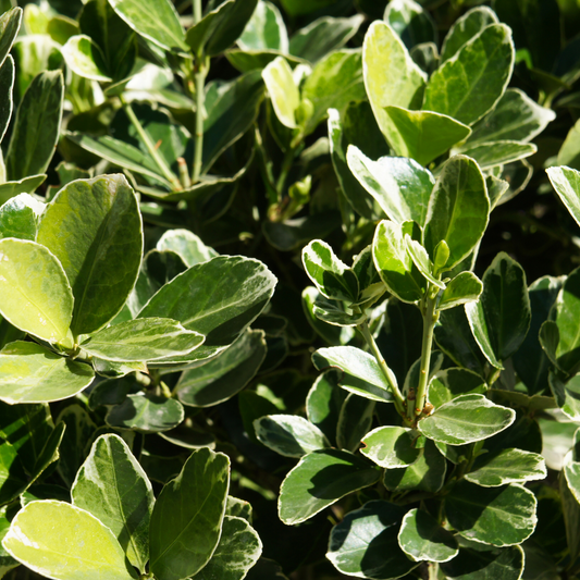 Green Euonymus