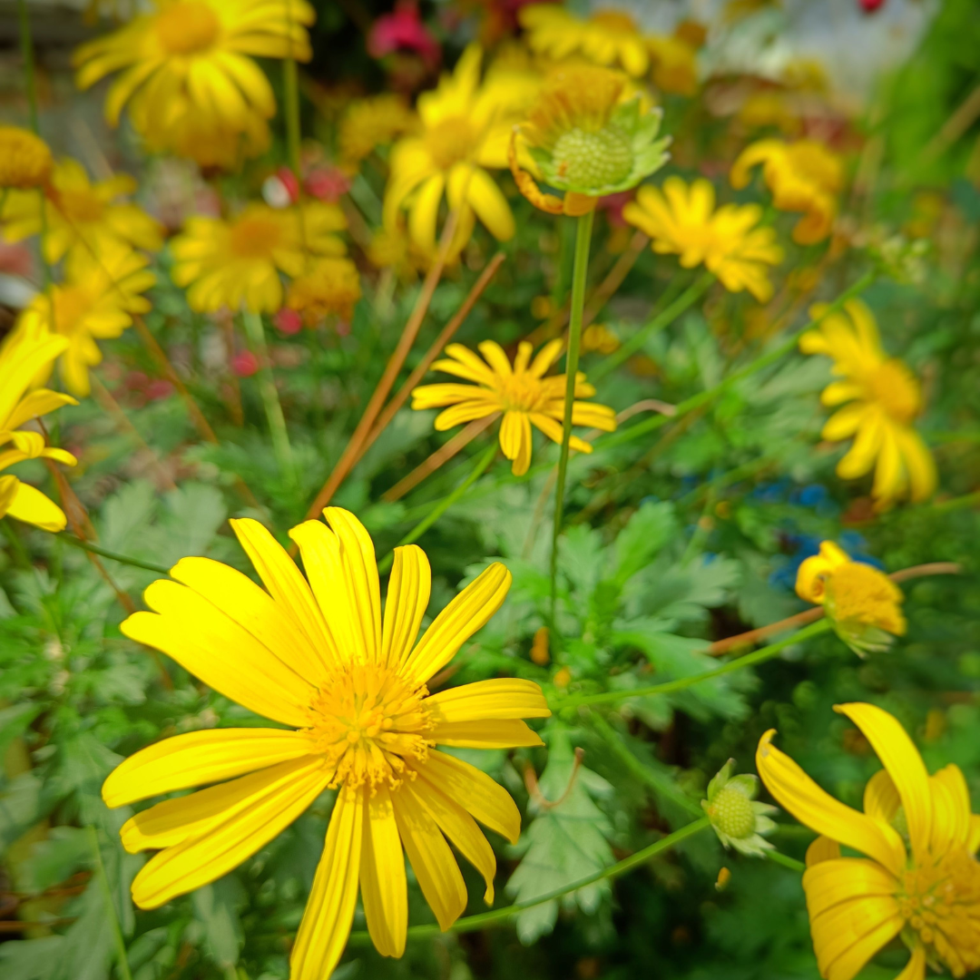 Green Euryops Daisy