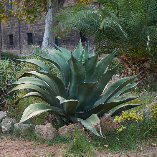 Green Giant Agave