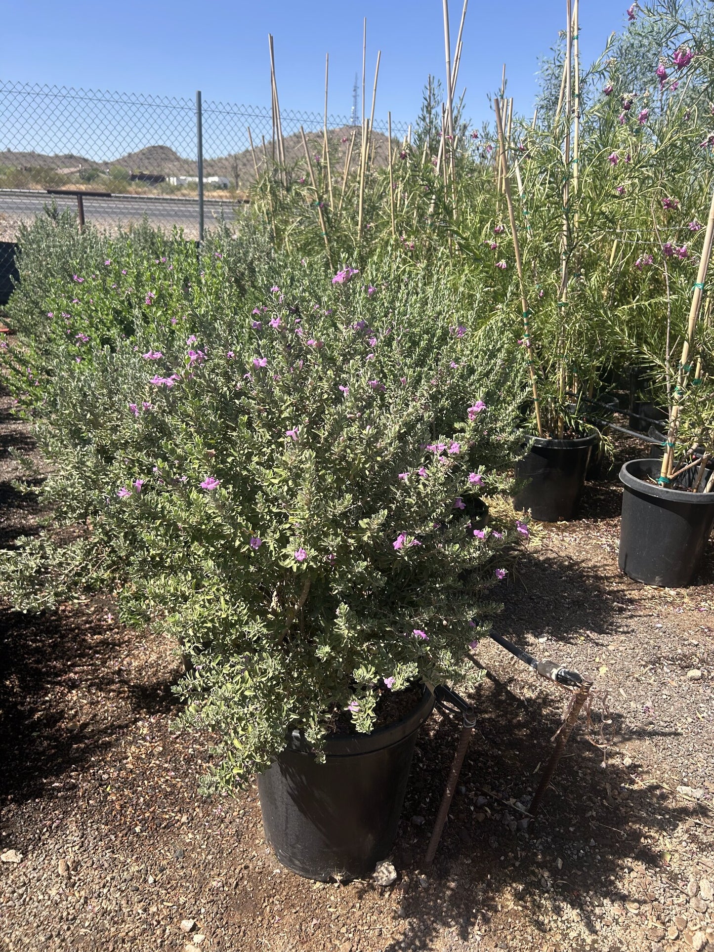 Green Cloud Sage 10/15 Gallon