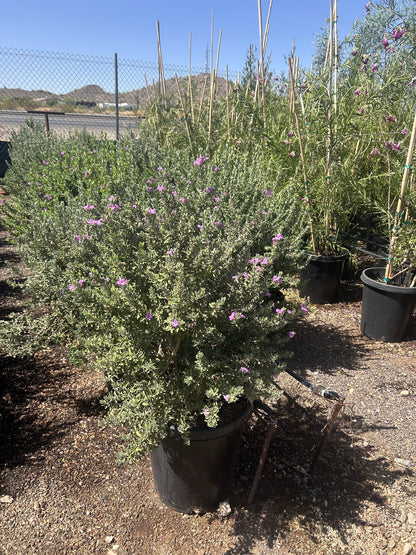 Green Cloud Sage 10/15 Gallon