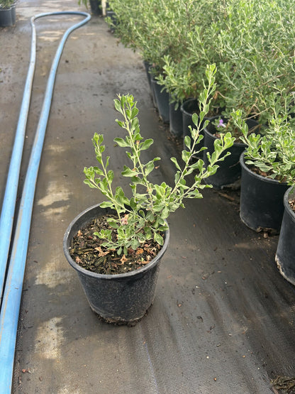 Green Cloud Sage 1 Gallon