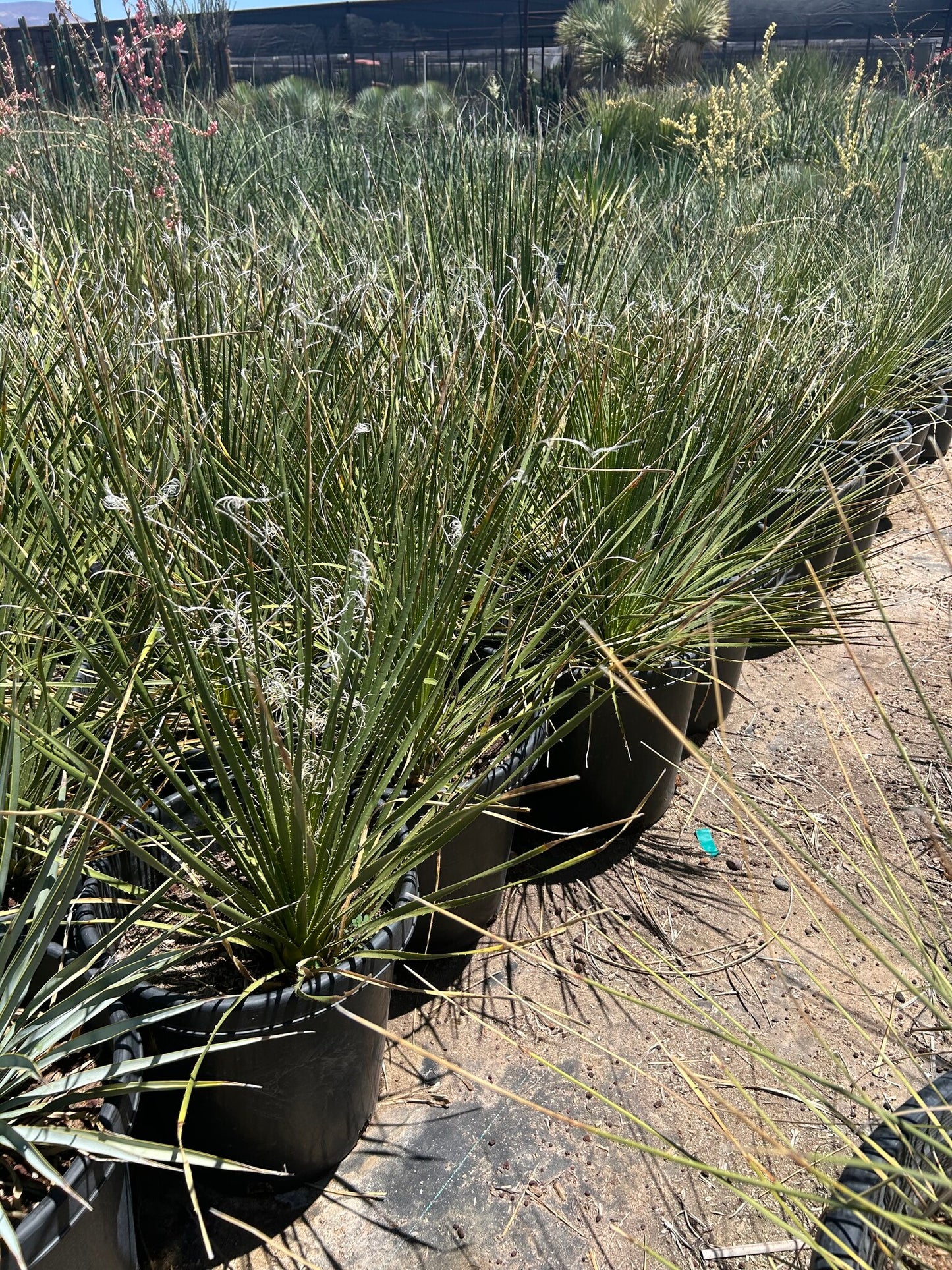 Green Desert Spoon - 10/15 Gallon
