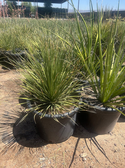 Green Desert Spoon