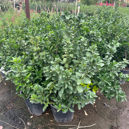 5 gallon Green Euonymus (Euonymus japonicus) in nursery pot — Phoenix, AZ