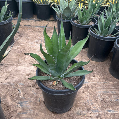 15 gallon Green Giant Euphorbia (Euphorbia ammak) in nursery pot — Phoenix, AZ