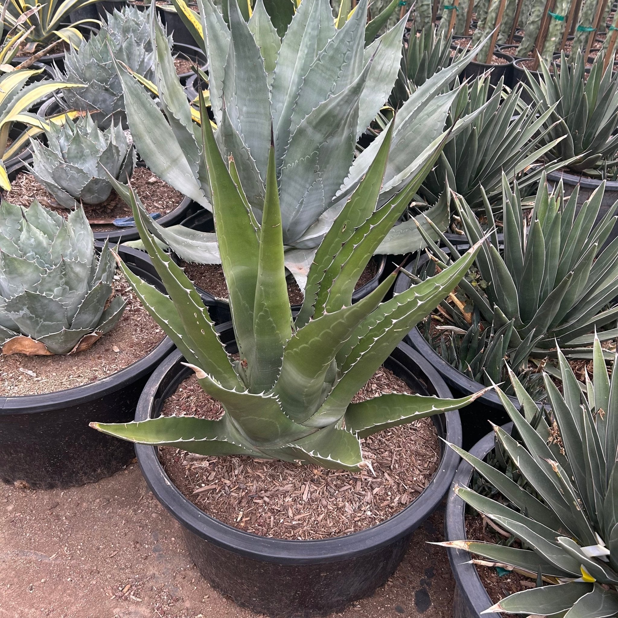 25 gallon Green Giant Euphorbia (Euphorbia ammak) in nursery pot — Phoenix, AZ