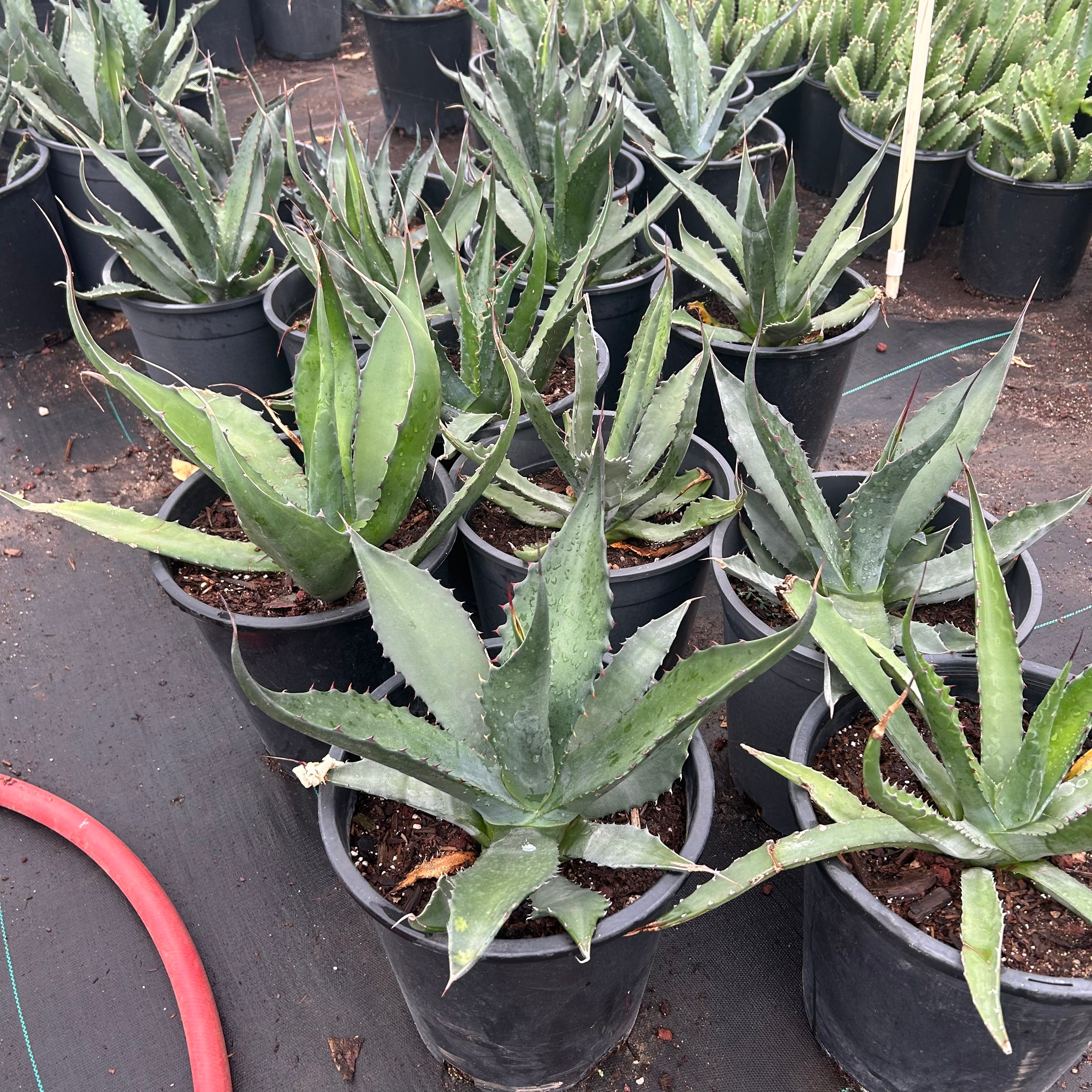 Buy Green Giant Agave Phoenix, AZ | Agave salmiana | Three Timbers
