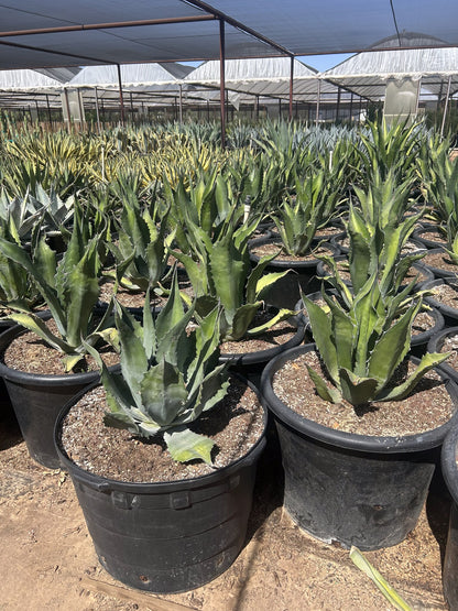 Green Giant Agave - 24"/25 Gallon