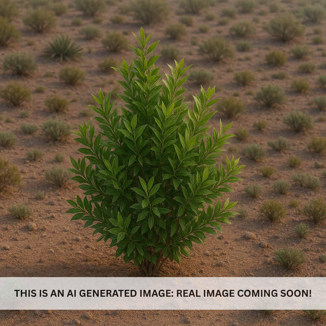 Green Hopseed