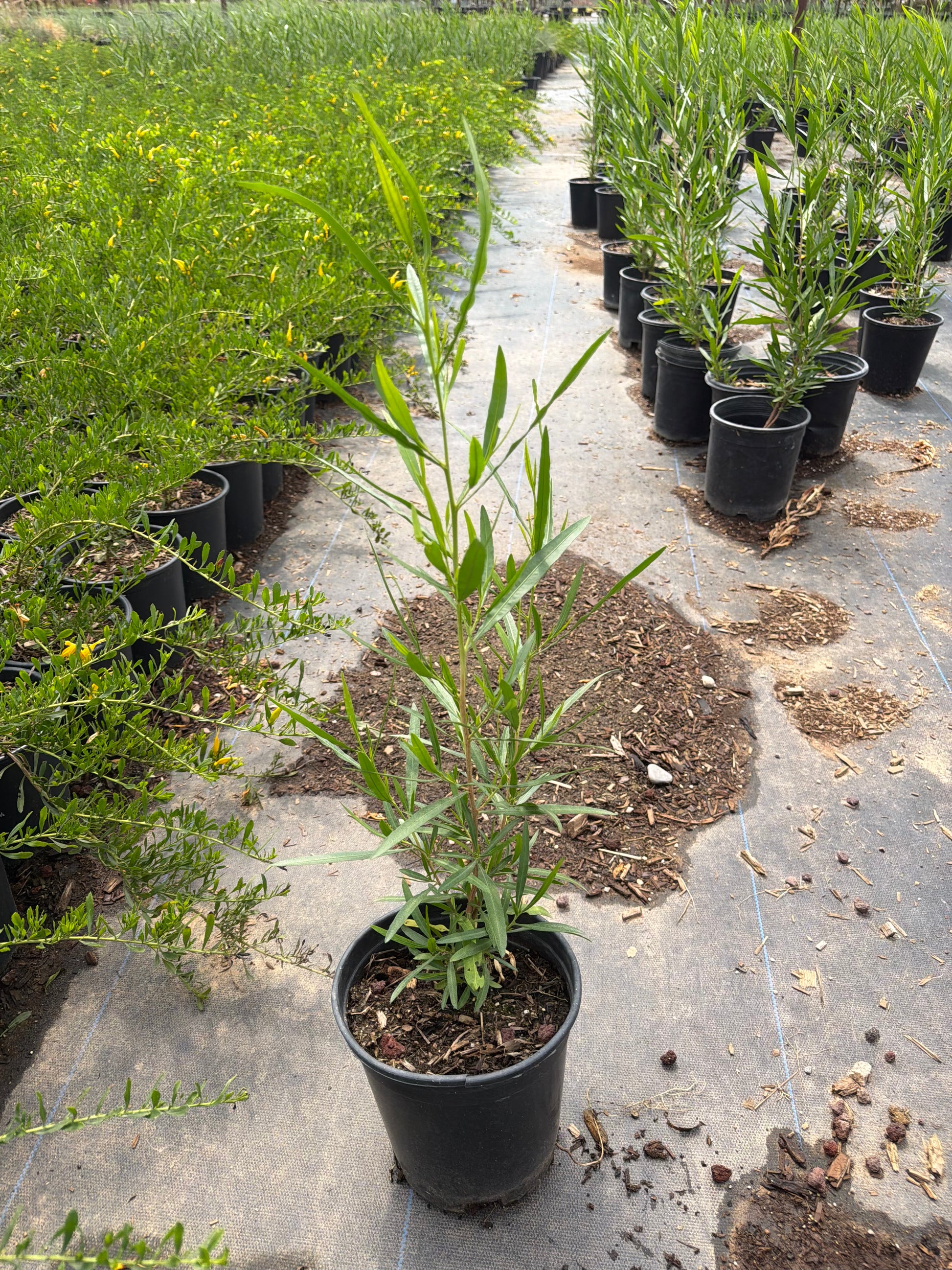Buy Green Hopseed Bush Phoenix, AZ | Dodonaea viscosa
