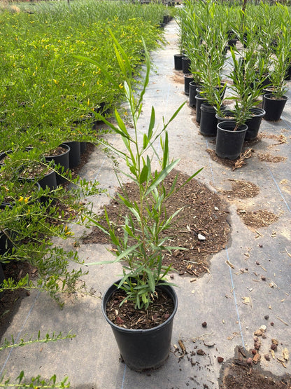 1 gallon Green Hopseed Bush (Dodonaea viscosa) in nursery pot — Phoenix, AZ