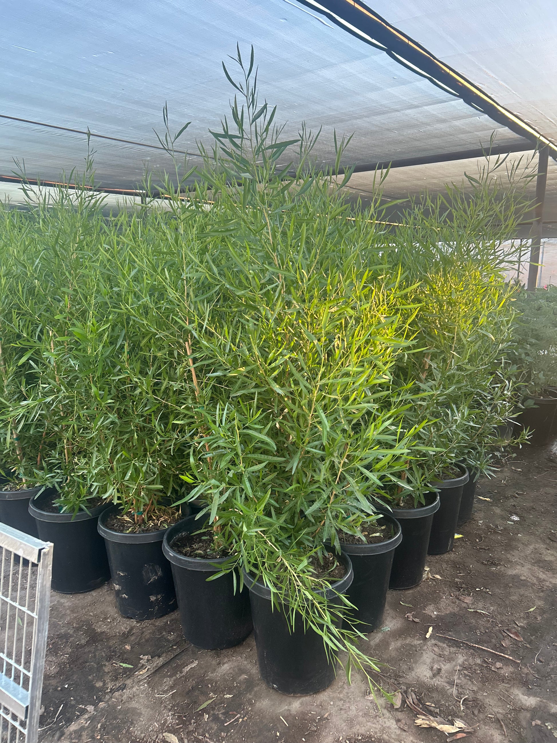 Green Hopseed Jumbo 15 Gallon.HEIC__PID:4cc32a12-5996-483a-8192-f5bb50d5a3df