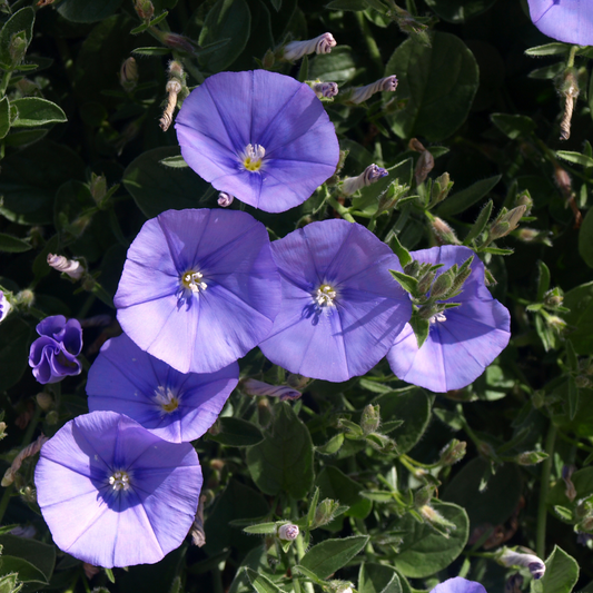 Ground Morning Glory