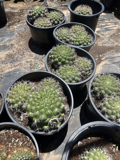 Gymnocalycium saglionis
