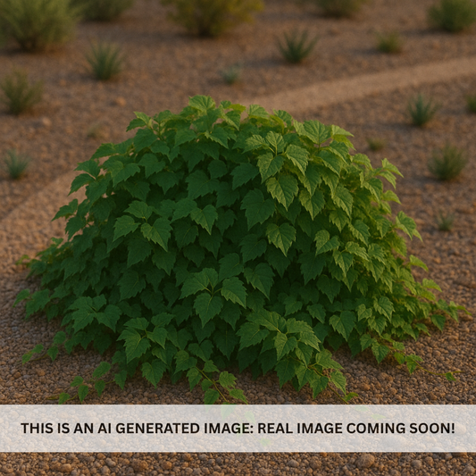 Hacienda Creeper