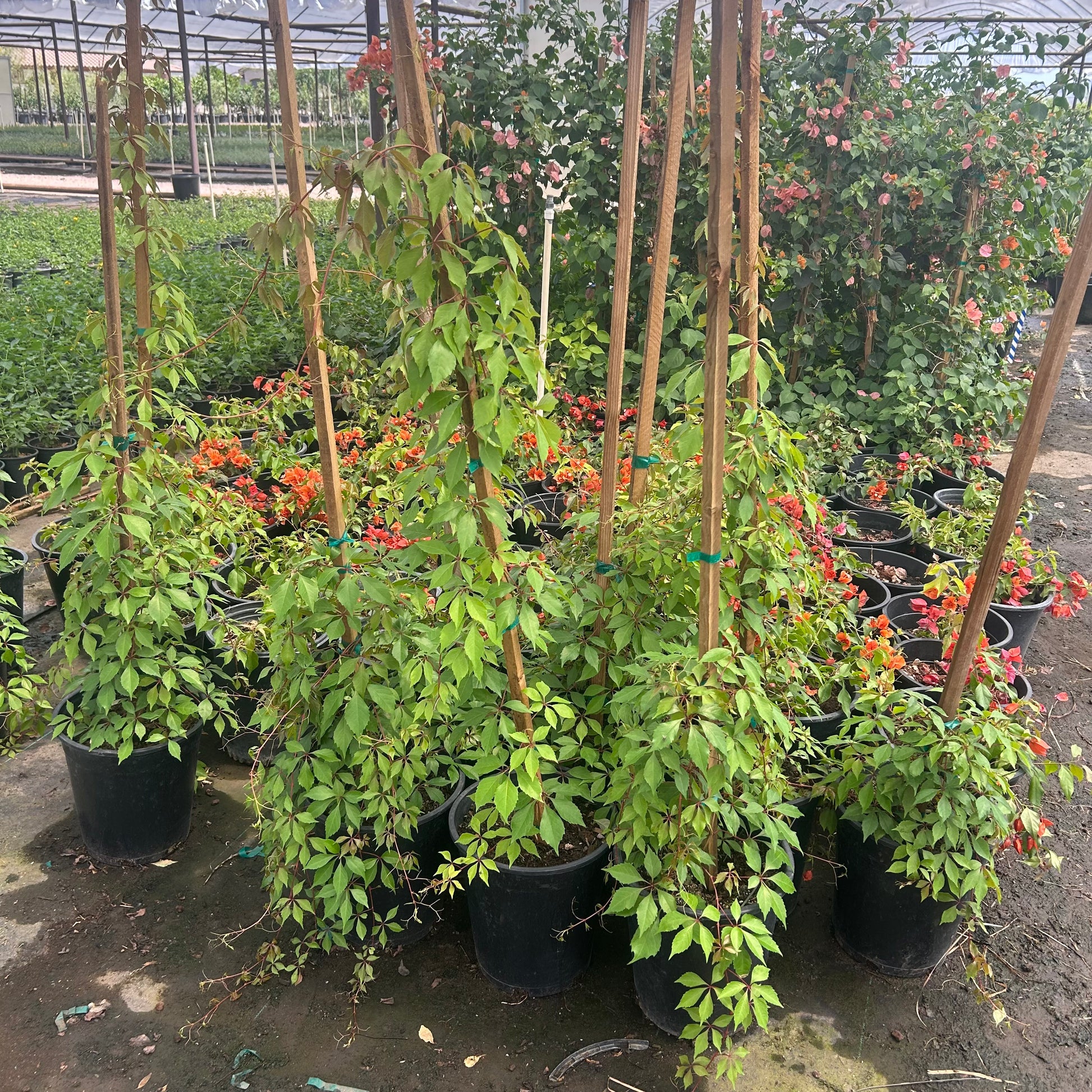 Buy Hacienda Creeper Phoenix, AZ | Parthenocissus sp