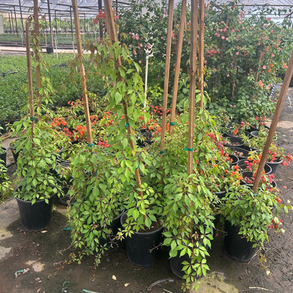 5 gallon Hacienda Creeper (Macfadyena unguis-cati) in nursery pot — Phoenix, AZ