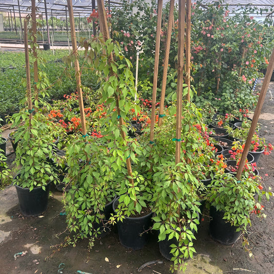 5 gallon Hacienda Creeper (Macfadyena unguis-cati) in nursery pot — Phoenix, AZ
