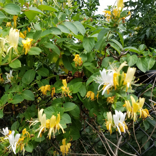 Halls Honeysuckle