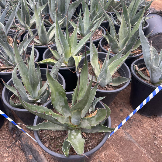 5 gallon Havard Agave (Agave havardiana) in nursery pot — Phoenix, AZ