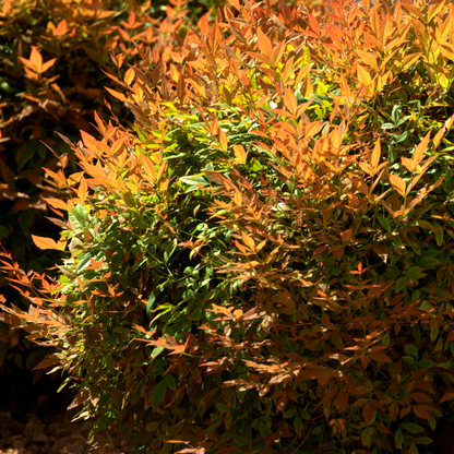 Heavenly Bamboo (Nandina domestica) with colorful green and bronze-red foliage — Phoenix, AZ