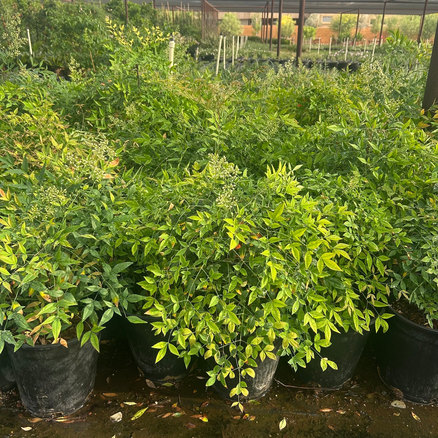 5 gallon Heavenly Bamboo (Nandina domestica) in nursery pot — Phoenix, AZ